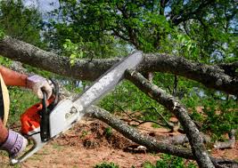 Best Tree Removal  in Vado, NM