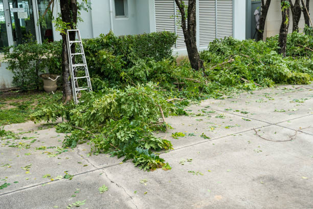 Best Emergency Tree Removal  in Vado, NM