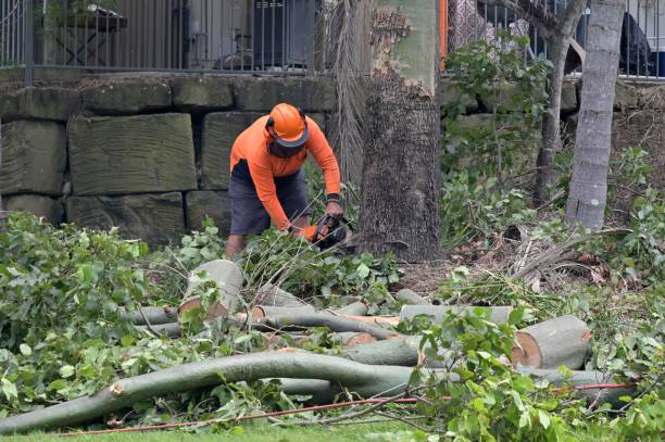 Best Storm Damage Tree Cleanup  in Vado, NM